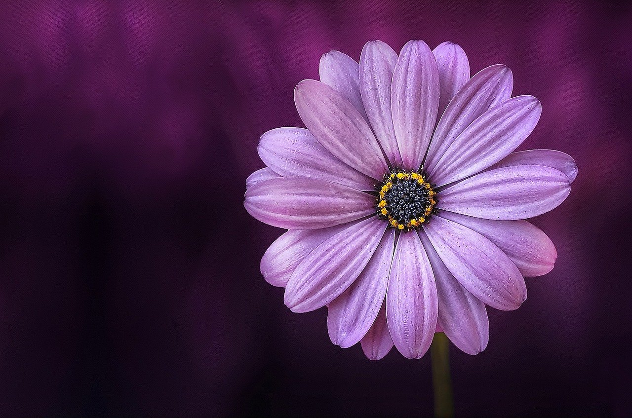 Violett – meditativ und zweideutig