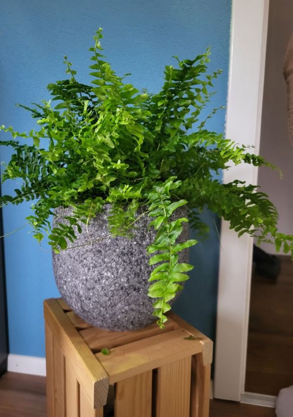 Blau06 hängende Pflanzen