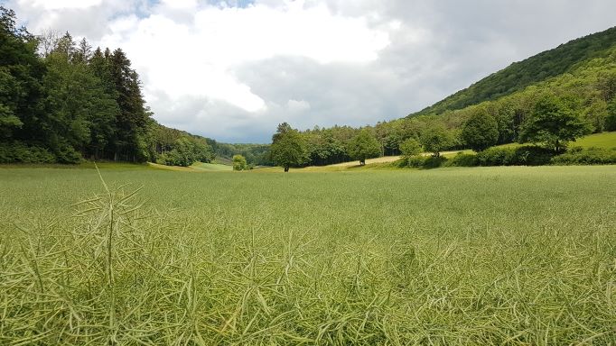 Das Element Holz repräsentiert Frühling und Frühsommer