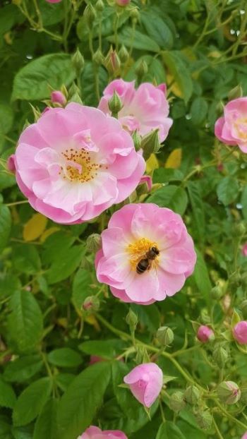 Rosenbogen - glücksbringendes Chi