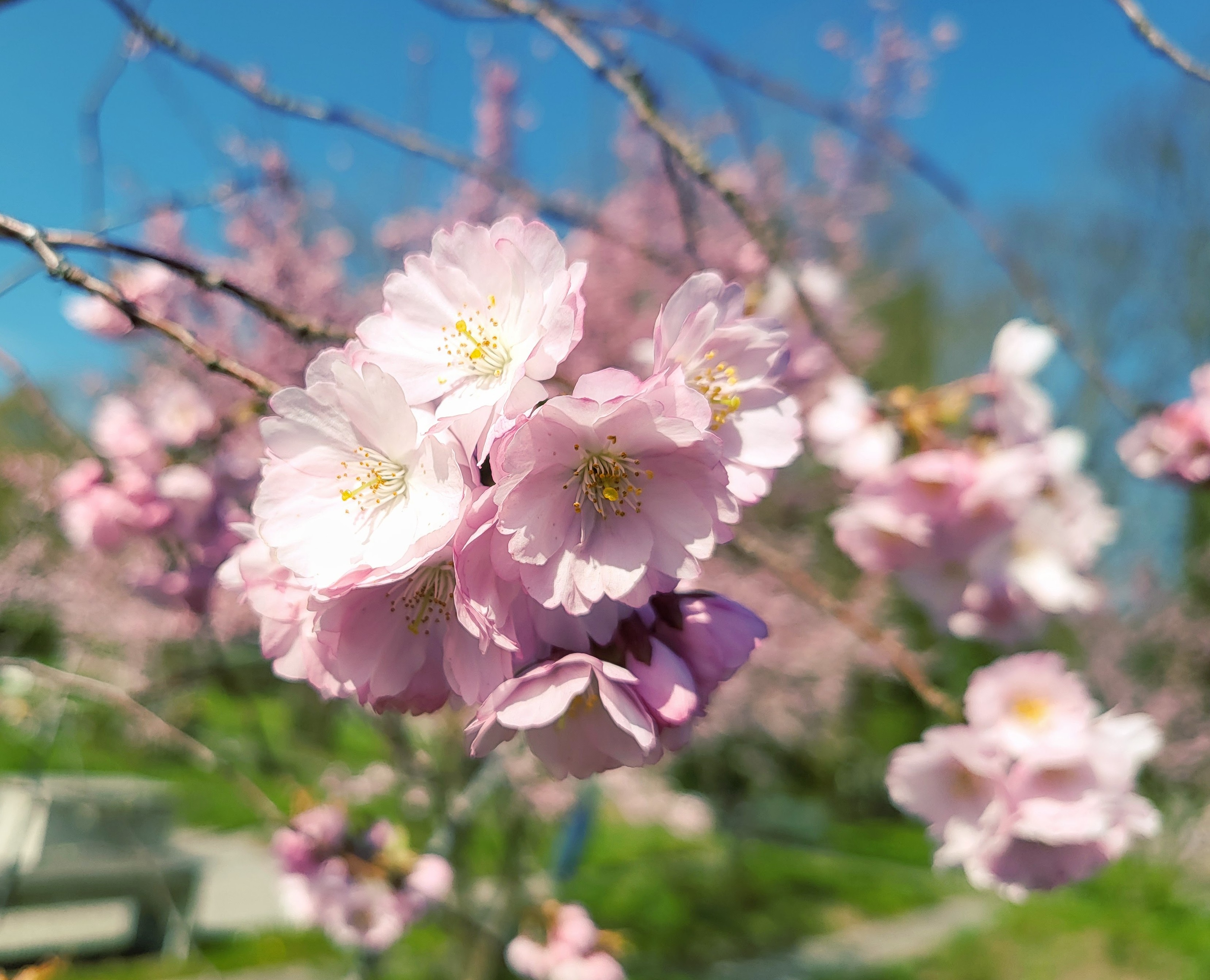 Kirschblüten - ein Hauch von Ewigkeit