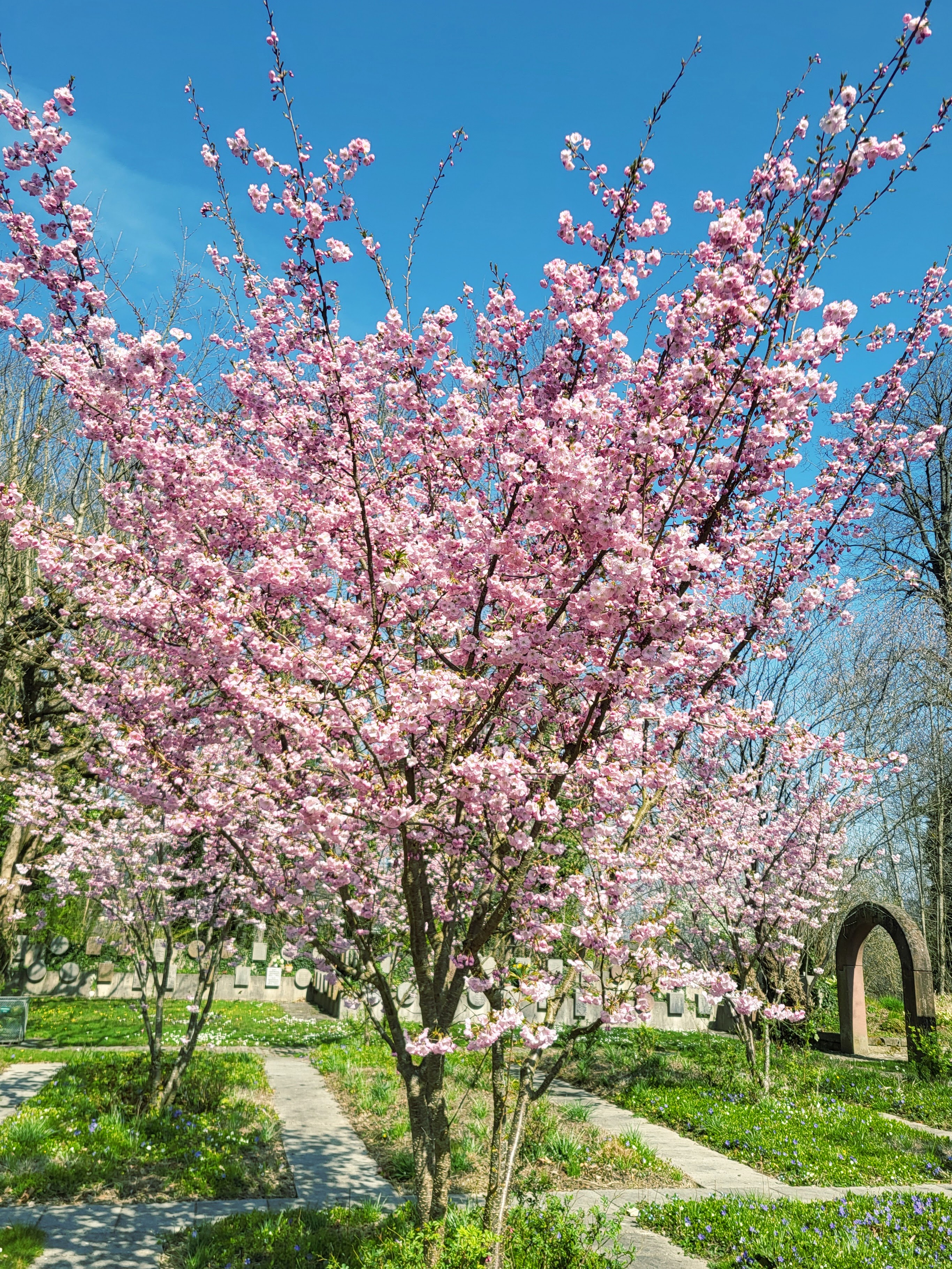 Kirschblüten - ein Hauch von Ewigkeit